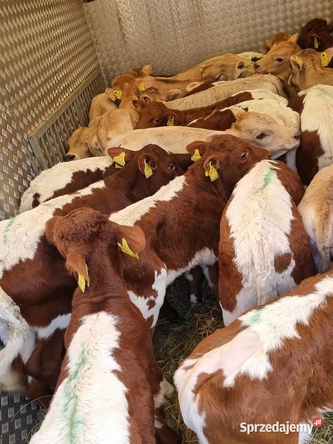 Sprzedaż cieląt mięsnych I mieszańcy waga 70 do Nowy Tomyśl