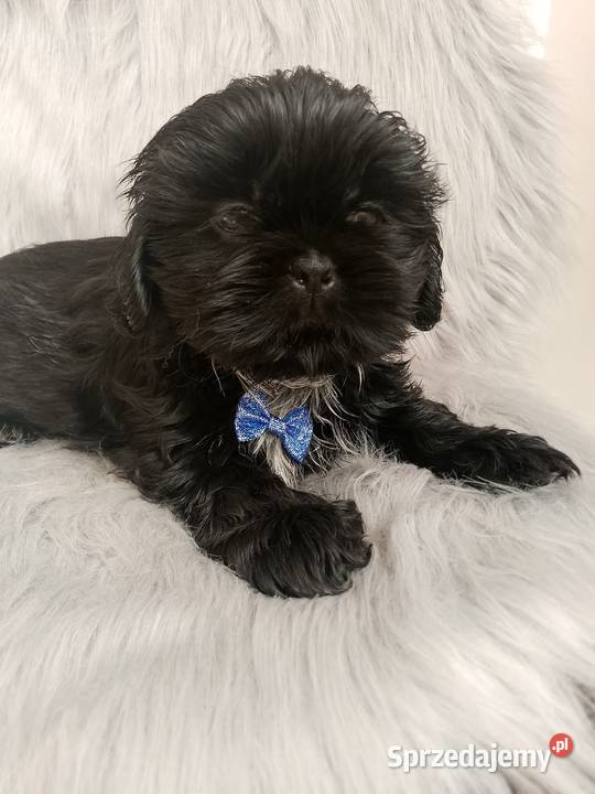 Piesek rasy ShihTzu Ostrzeszów