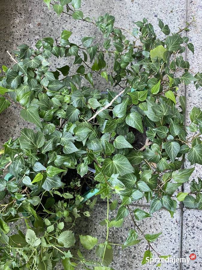 Bluszcz laurowy Hedera helix Teardrop sadz małopolskie
