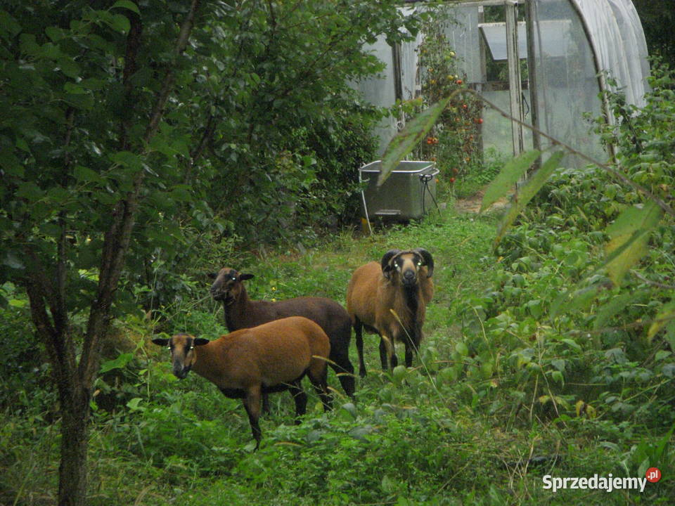 Owce kameruńskie sprzedam