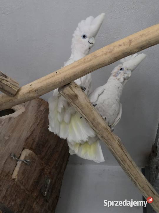 Dorosła para Kakadu Mała Salomońska łac Cacatua Rawicz