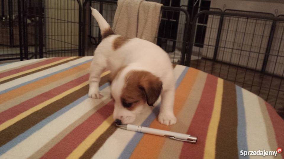 JACK RUSSELL TERRIER ZKwP FCI Lublin