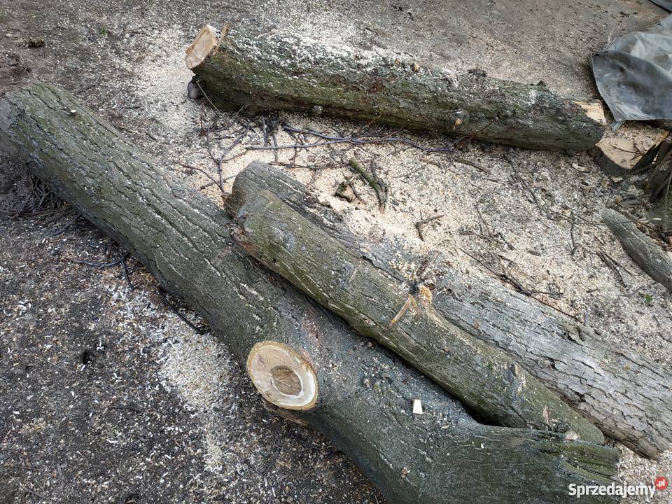 Konar orzecha włoskiego sprzedam