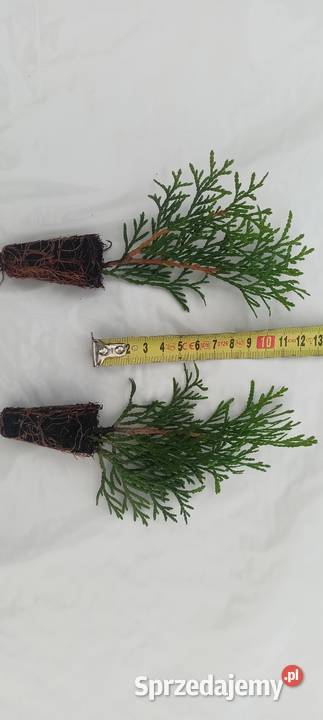 Sadzonki tuja szmaragdy Rośliny dolnośląskie Śliwice
