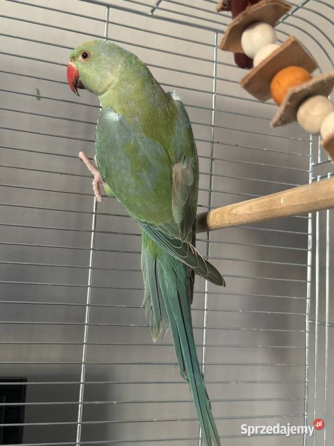 Papuga Aleksandretta Obrożna Oleśnica