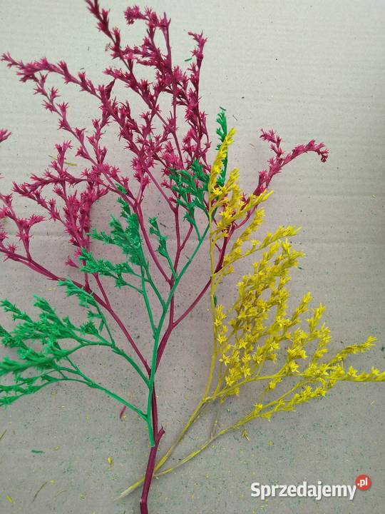 Zatrwian tatarski farbowany zatrwian mazowieckie