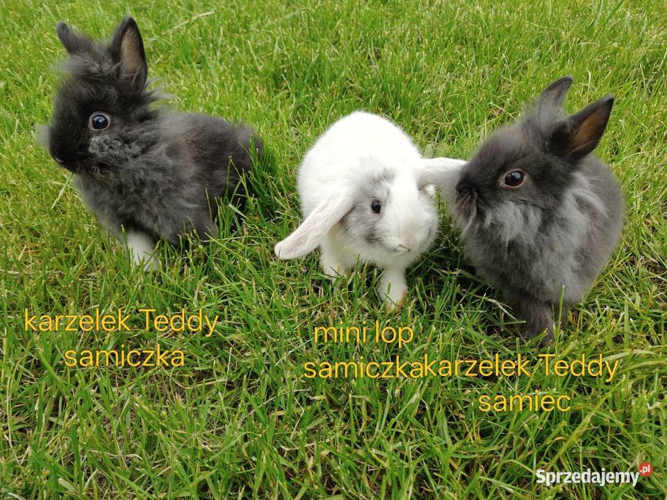 Królik miniaturka karzelek Teddy Białystok