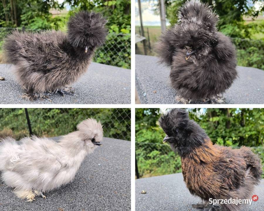 Silki USA młode kura kury kogut silka kurczęta Lubaczów