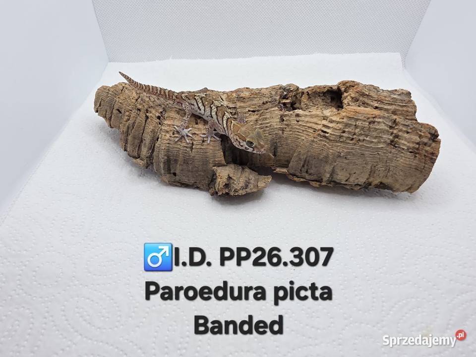 Paroedura Picta gekon madagaskarski Zawiercie