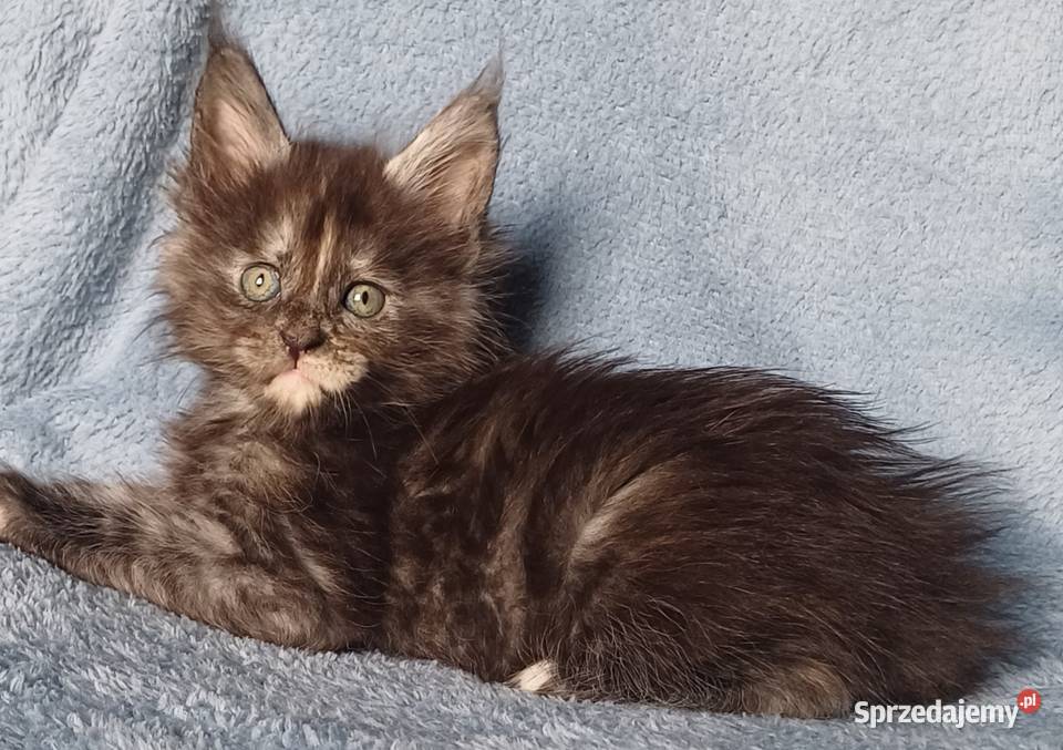Maine Coon kotka rodowód FPL małopolskie Olkusz