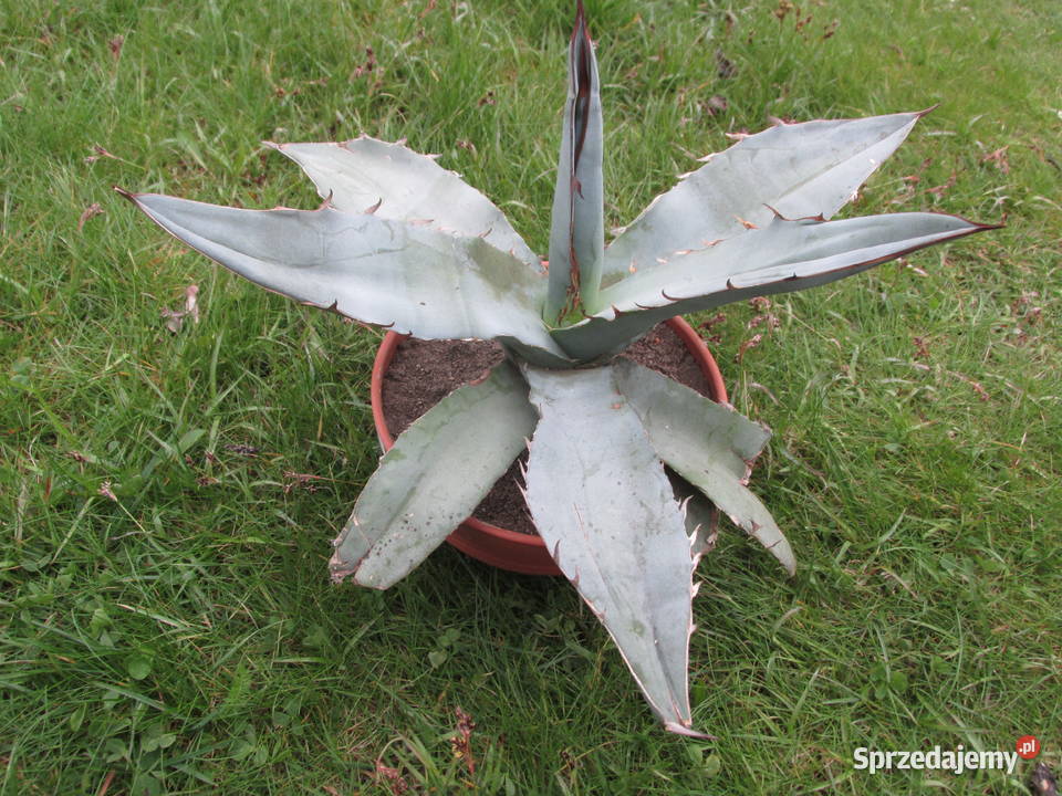 Agave titanota White Ice agawa tytanowa sadzonka małopolskie Kraków
