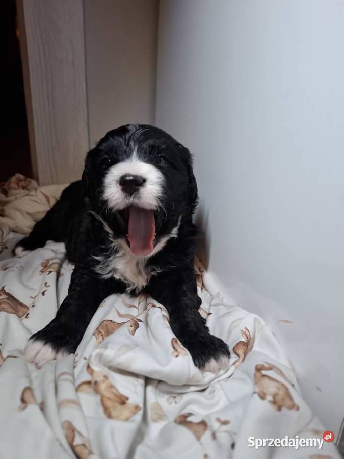 Portugalski pies dowodny piesek Szczenięta Sierpc