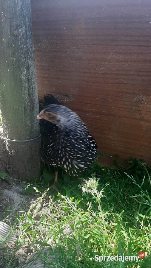 Wyandotte pary Giełda zwierząt kujawsko-pomorskie Zastawie