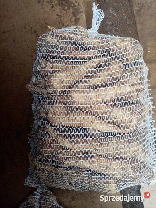 Pietruszka korzeniowa drobna gruba świętokrzyskie Działoszyce