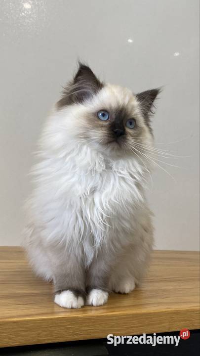 Kotki ragdoll gotowe do wydania FPL kotka Katowice