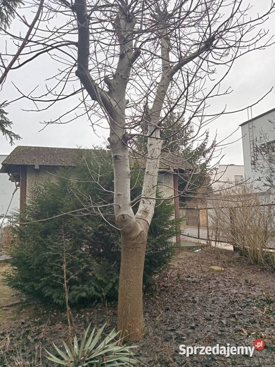 drewno orzecha włoskiego Drewno konstrukcyjne Nowy Tomyśl sprzedam