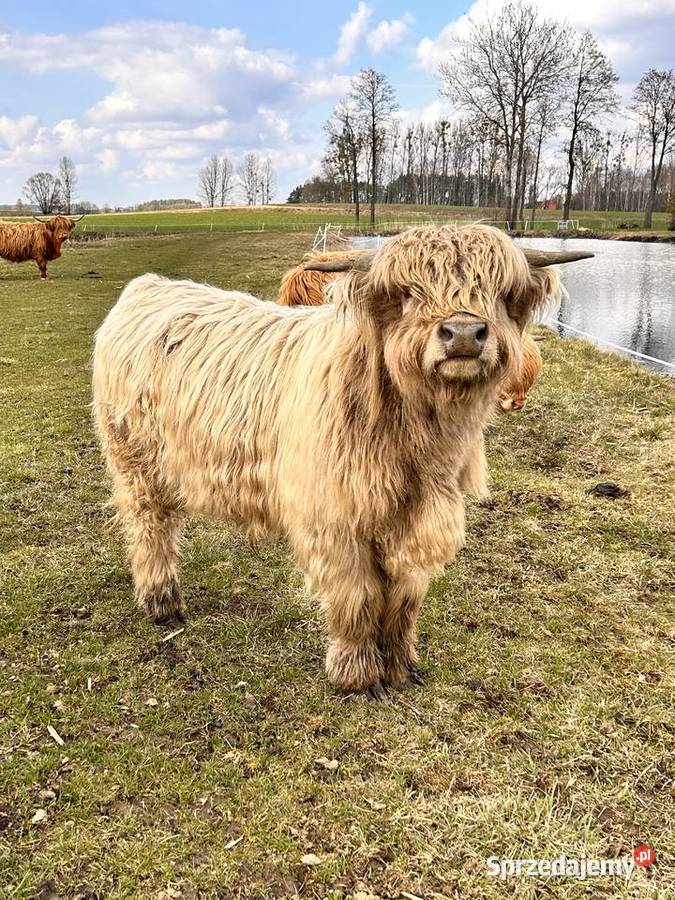 Bydlo szkockie Highland Cattle Korycin sprzedam