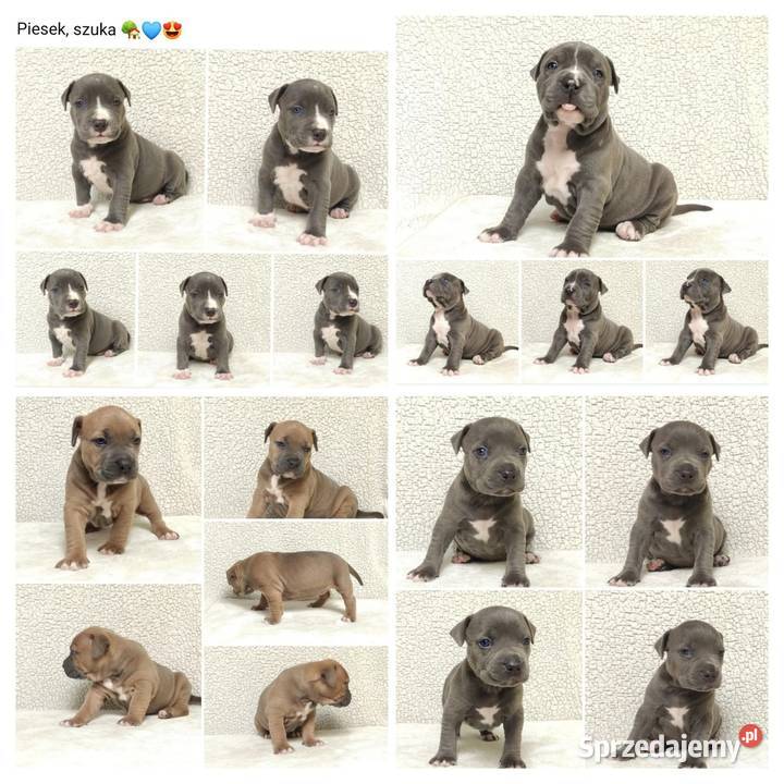 American staffordshire terrier Brzeg sprzedam