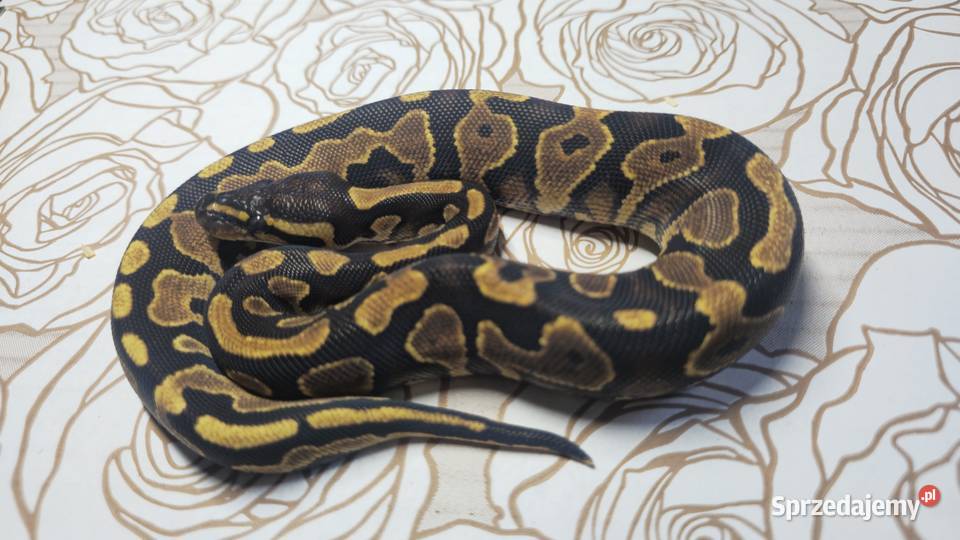 Wąż pyton królewski python regius samica