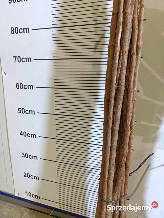 Porzeczka złota RYBES RIBES do szczepienia