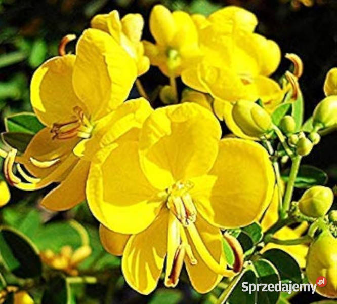 CASSIA TORA Cassia tora NASIONA 100g
