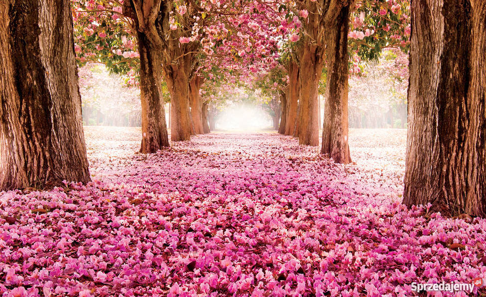 Tapeta fototapeta Różowa Alejka Ściany i elewacje Leszno