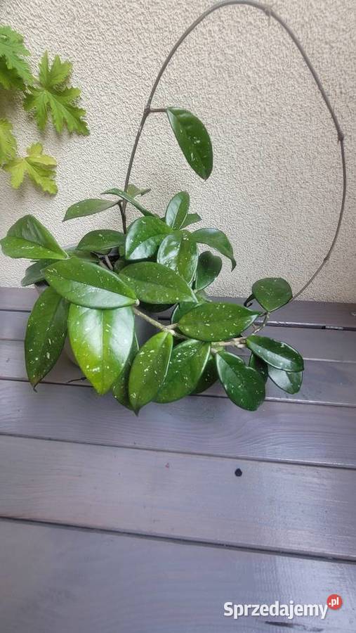 kwiatki doniczkowe łódzkie Łódź sprzedam