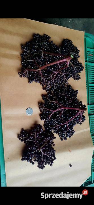 Sadzonki BZU CZARNEGO 2letnie mazowieckie Krzesk-Majątek sprzedam