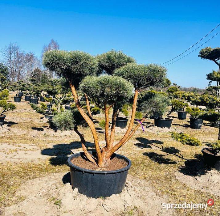 Bonsai Sosna Watereri XXXL Unikat 15900 Anieliny sprzedam