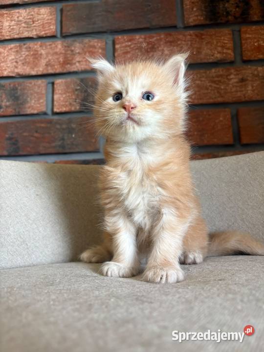 Maine Coon Ozzy Szembruk