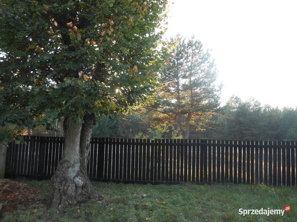 SPRZEDAM UROKLIWE SIEDLISKO W BORACH TUCHOLSKICH kujawsko-pomorskie Śliwiczki