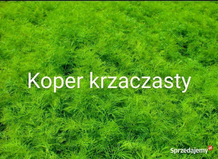 Egzotyczna Taatsoi kapusta azjatycka i inne Nasiona małopolskie sprzedam