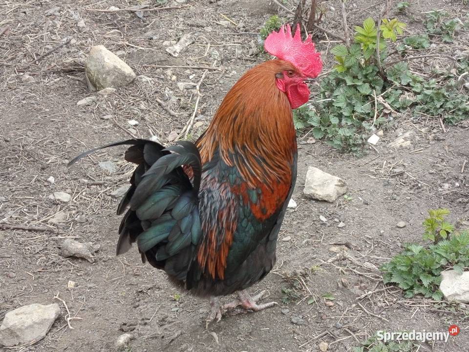 Koguty małopolskie