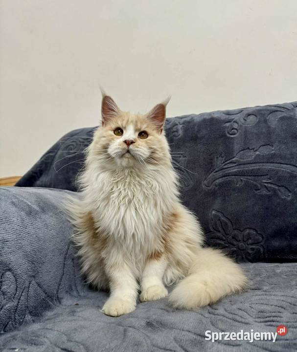 Maine Coon Kocur WCF 5 pokoleniowy rodowód