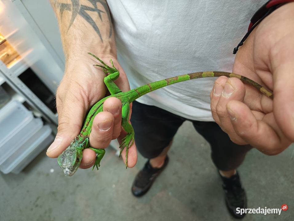 Legwan zielony Iguana Red blue i green Jawor sprzedam
