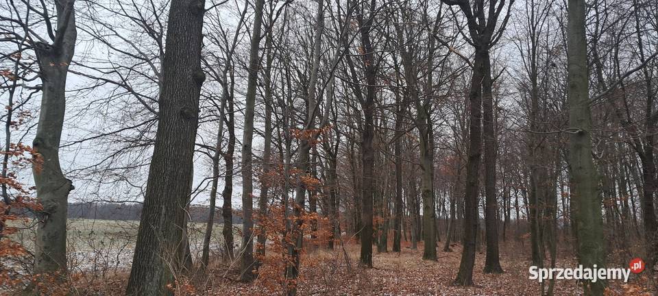 Działka leśna rolna Kępie