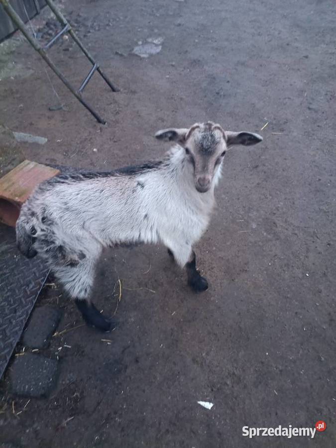 Koziołek młody Kozy