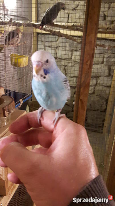 Papugi papużki faliste ręcznie karmione oswojone Łaziska Górne