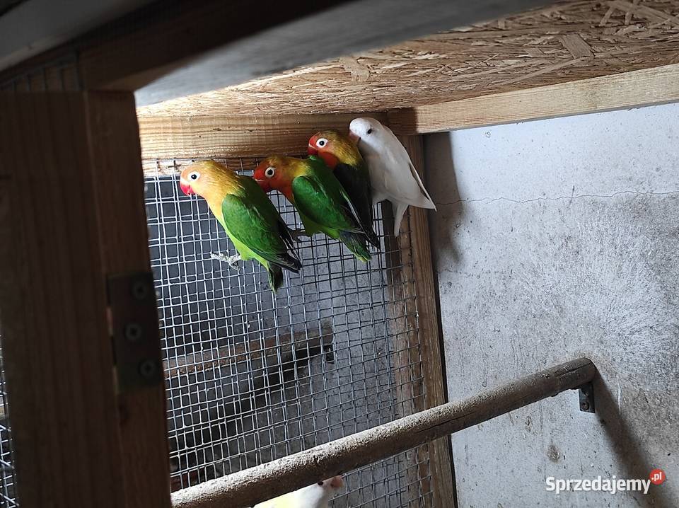 Nierozłączki fischera zielone Rębków