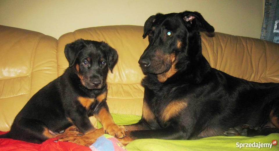 BEAUCERON piękne szczenięta z doskonałym Gdynia sprzedam