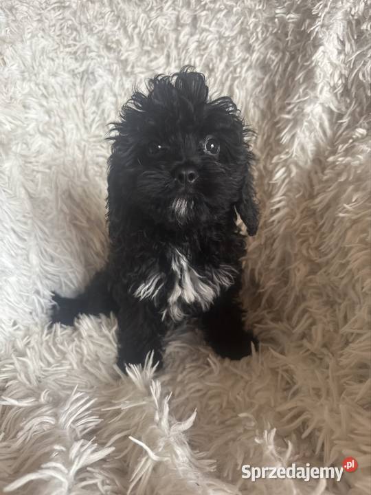 Cavapoo suczka black mama cavalier tata pudel Busko-Zdrój
