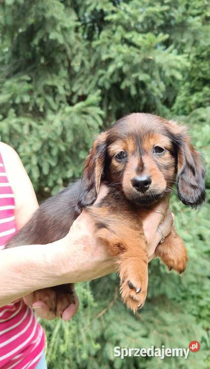 Jamniki dlugowlose miniaturowe sprzedaz Sieradz