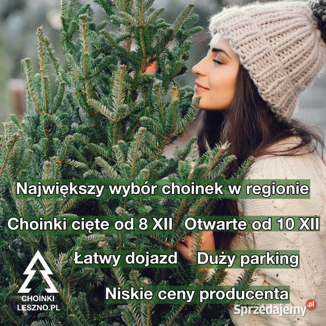 Jodła kaukaska idealna choinka na Święta Klonówiec