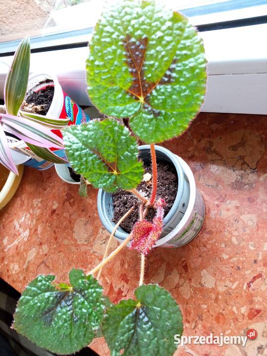 Pokręcona pięknotka i innePaprotka niedostępna Zielone Białystok