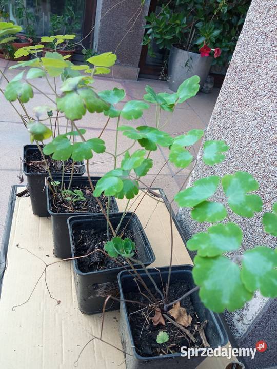 Orliki sadzonki kwiaty ogrodowe byliny Nowy Sącz