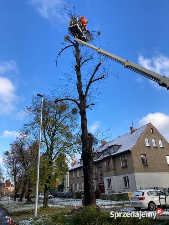 Wycinka pielęgnacja drzew ściąganie jemioły Wrocław usługi budowlane