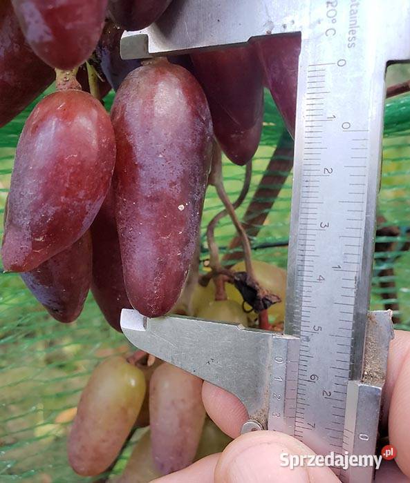 Sadzonki winorośli deserowych Świdnik