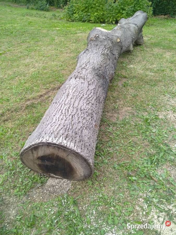 Orzech włoski Chocznia