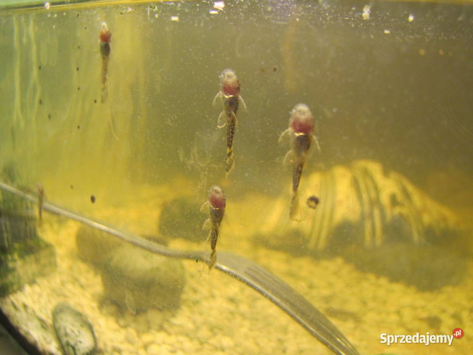 Młode glonojady Toruń