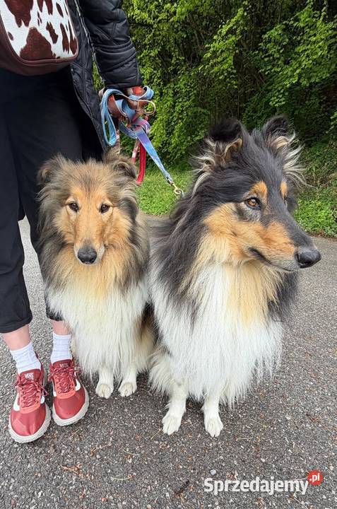 Pies Owczarek Szkocki Collie Koźmin Wielkopolski sprzedam